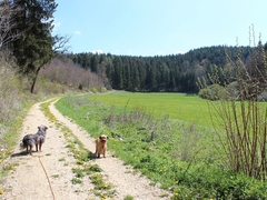 Im Fruehling 2019 (5)